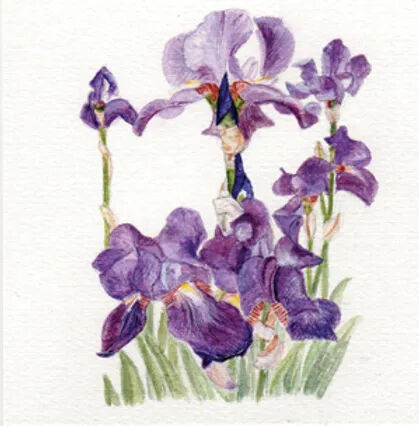 Iris (1)