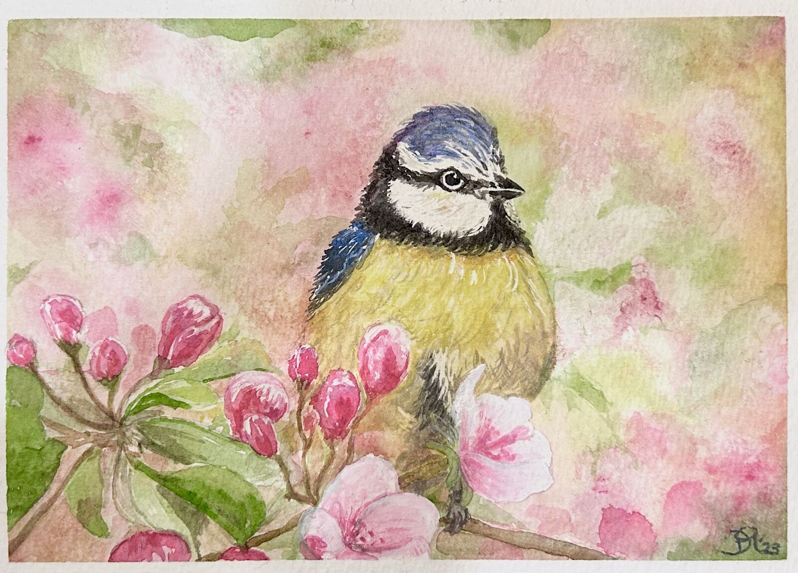 Spring blossom and blue tit.