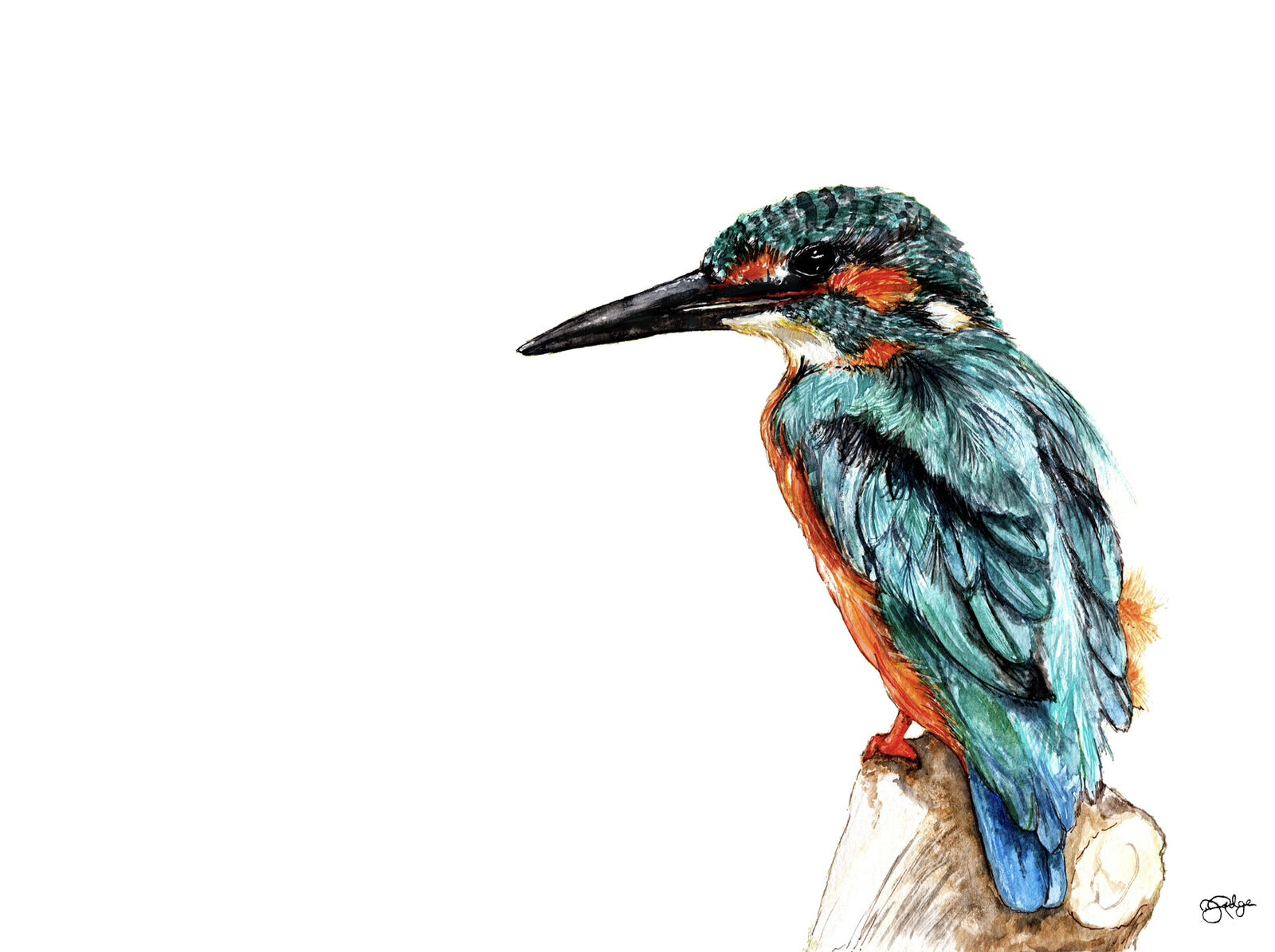 Kingfisher on Stump