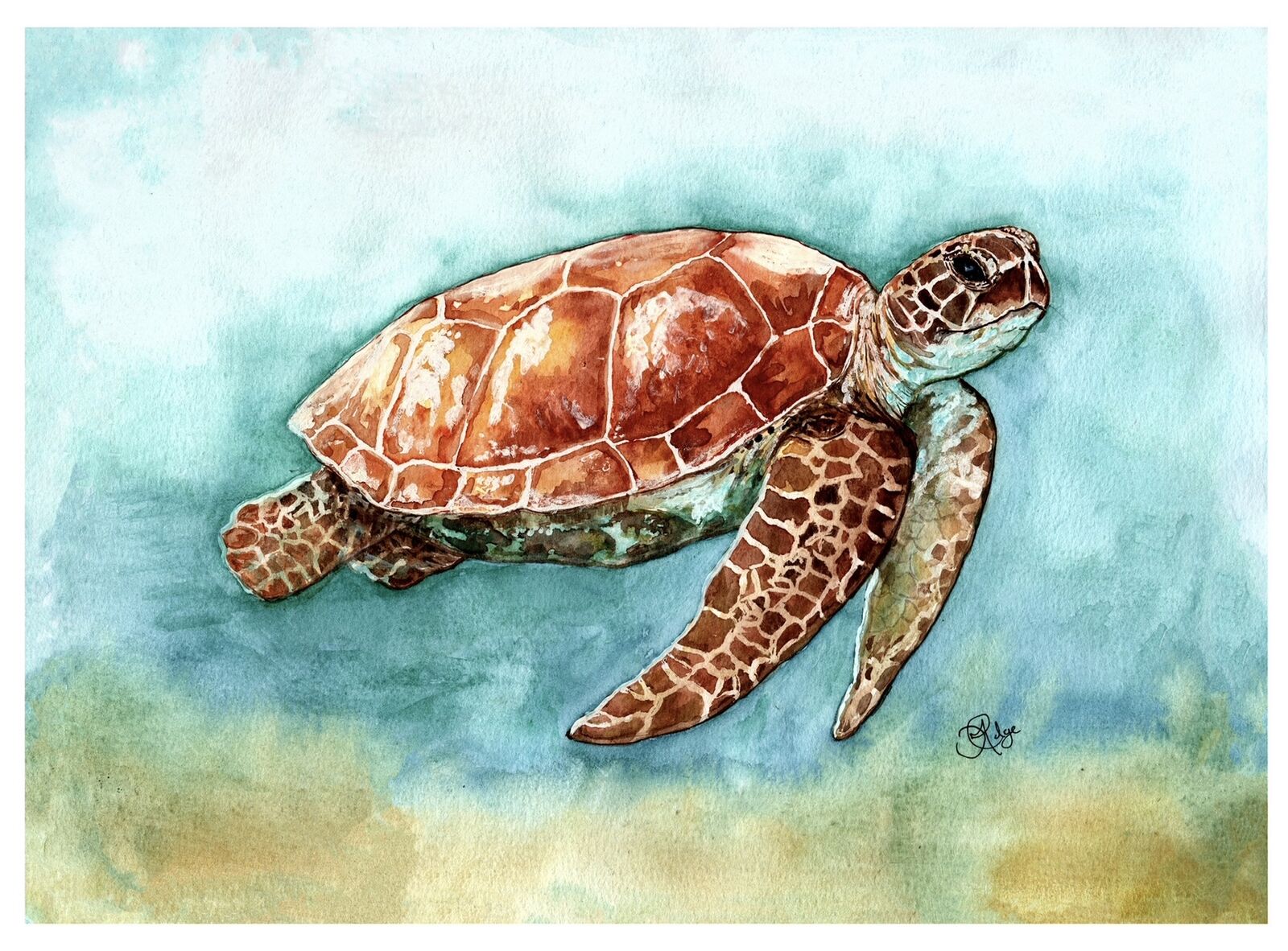 Turtle at sea