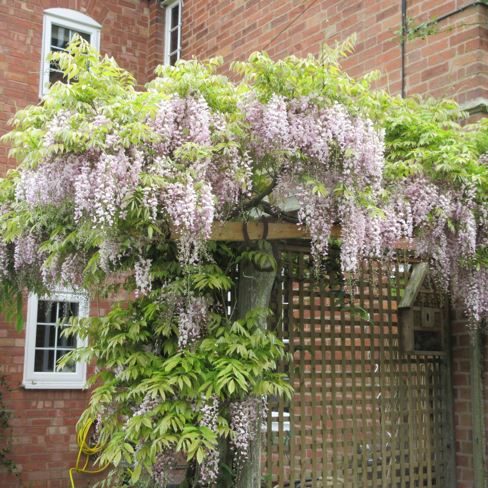 30 Year Old Wisteria Sinensis Grown Initially As A Tree
