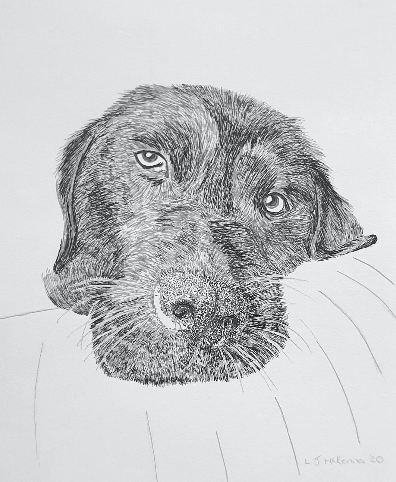 Labrador Portrait