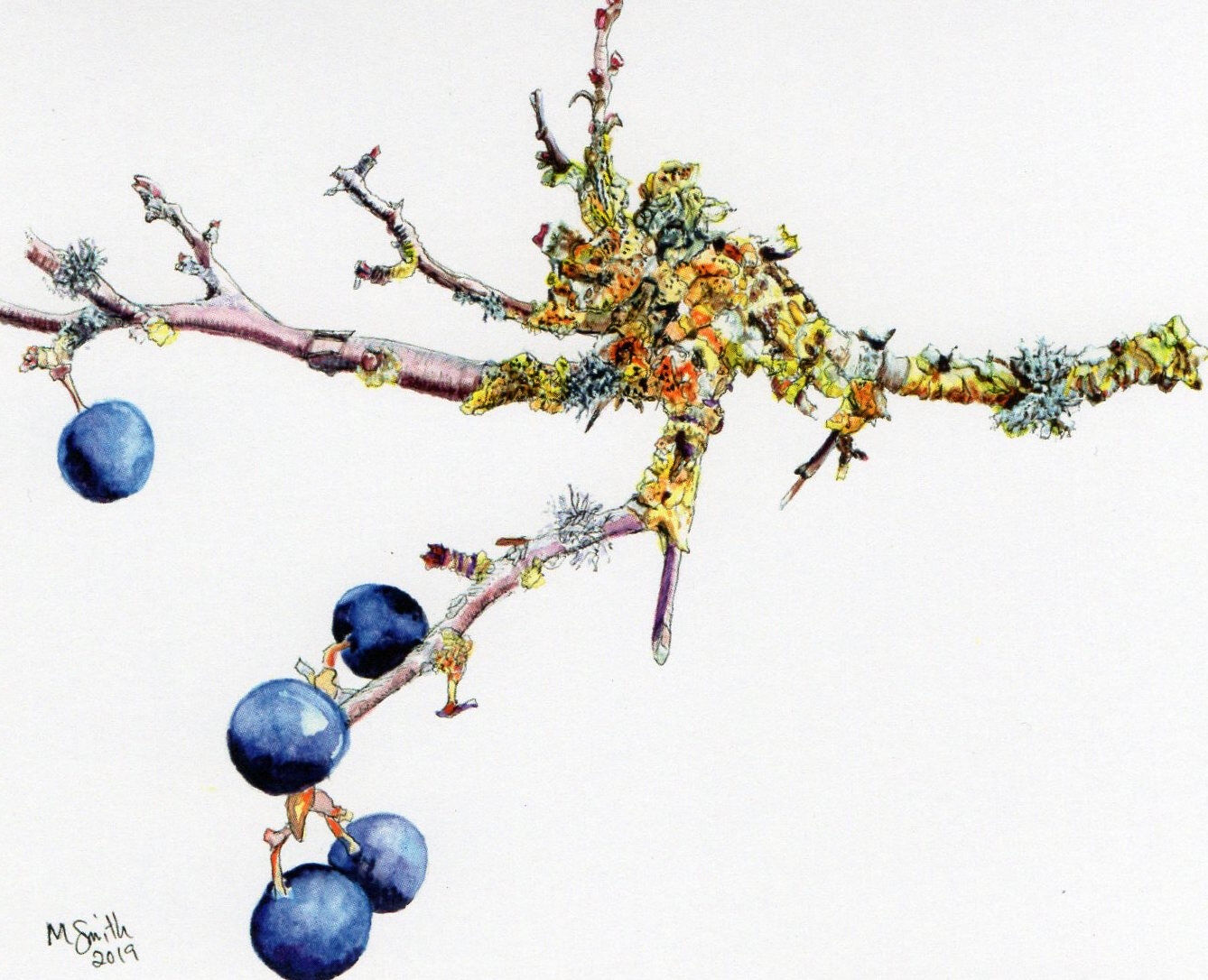 Winter Berries