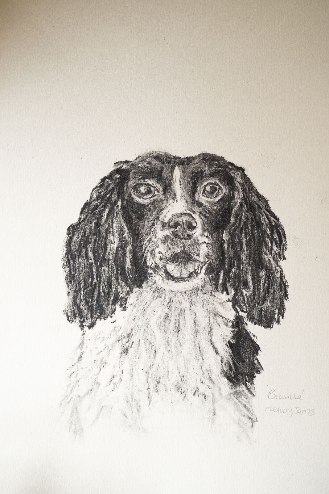 Bramble the Liver and White Springer Spaniel - Charcoal - Melody Todd