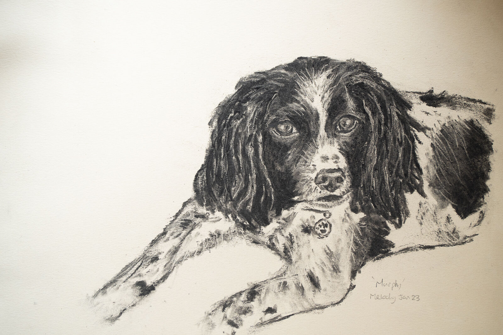 Murphy the Black and White Springer Spaniel - Charcoal - Melody Todd