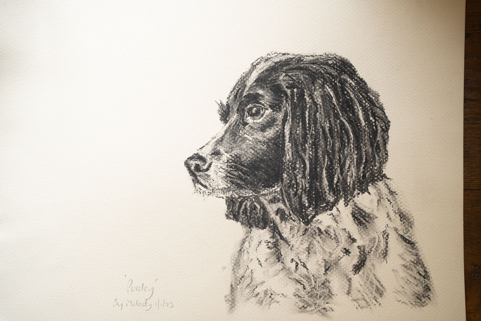 Purdey the Liver and White Springer Spaniel - Charcoal - Melody Todd