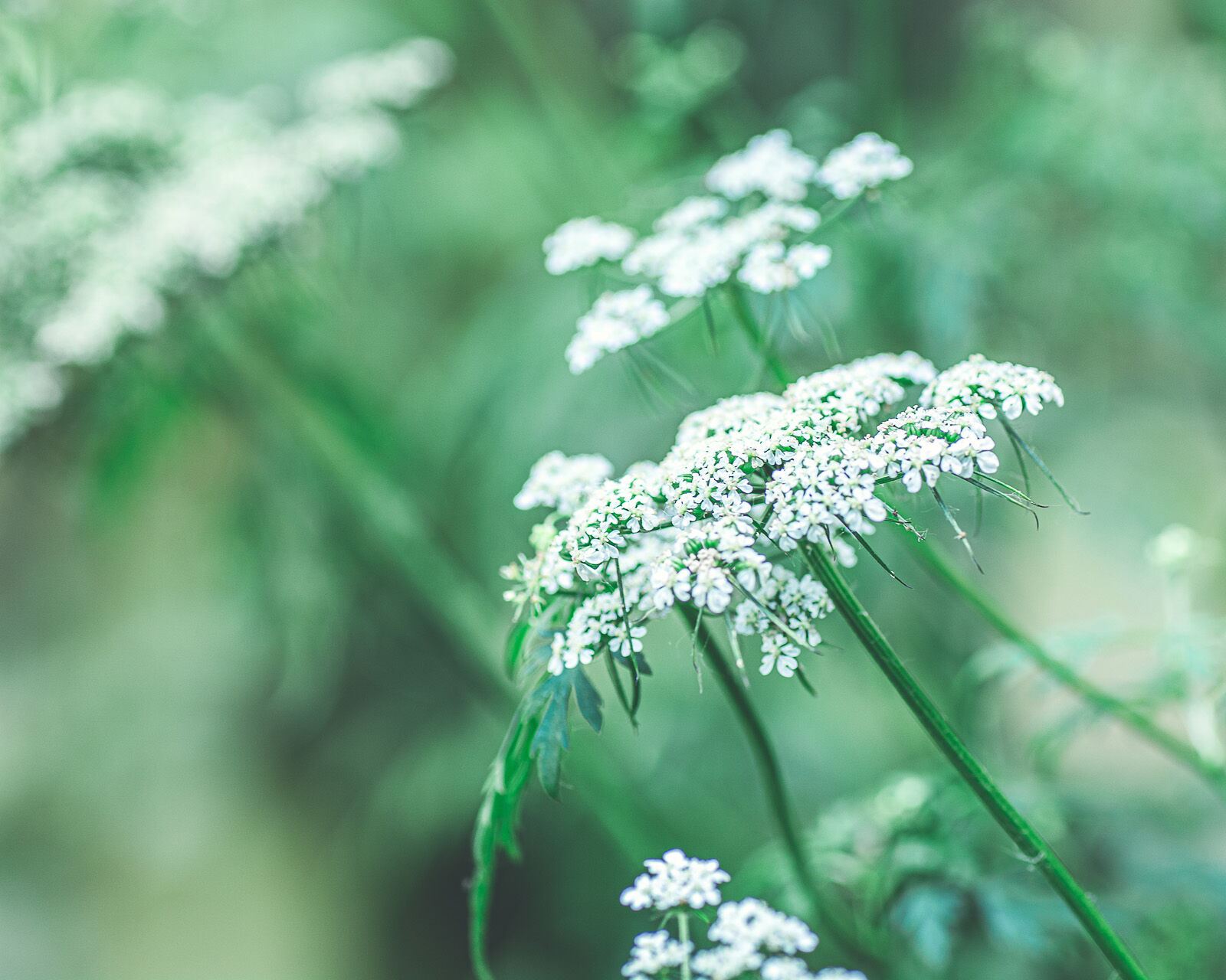 Cow Parsley - Nature Photography - Melody Todd