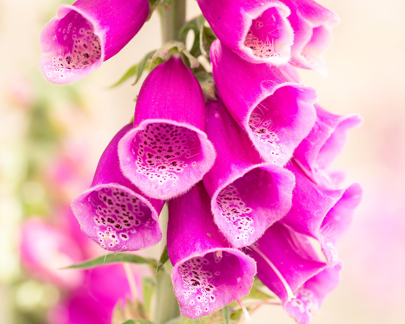 Foxglove - Nature Photography - Melody Todd