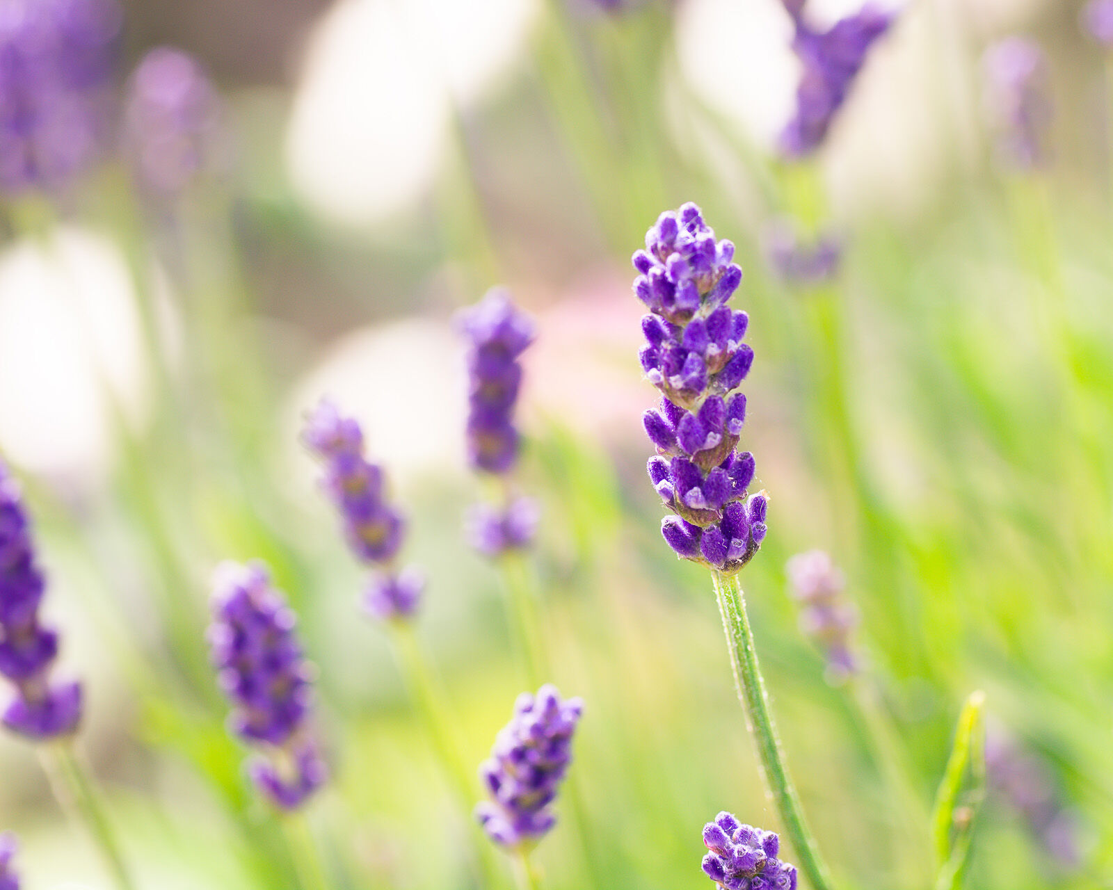 Lavender - Nature Photography - Melody Todd