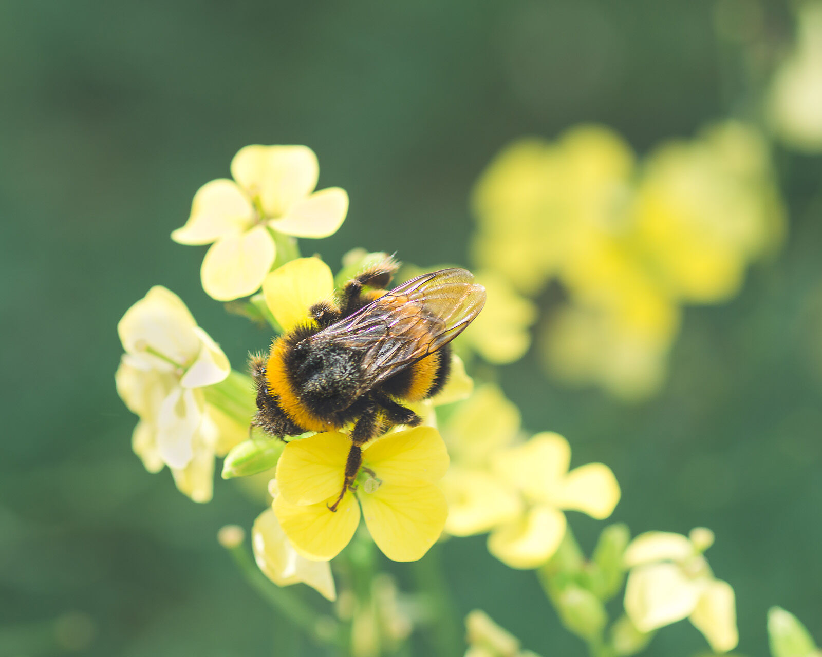Busy bee on yellow flower - Melody Todd