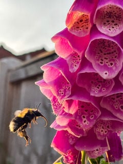 Bugs, bees, insects, butterflies