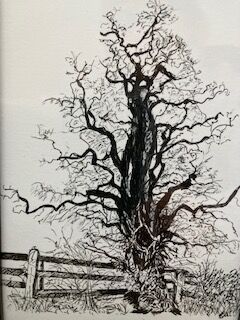 Old tree 