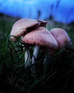 Flowers, plants and fungi