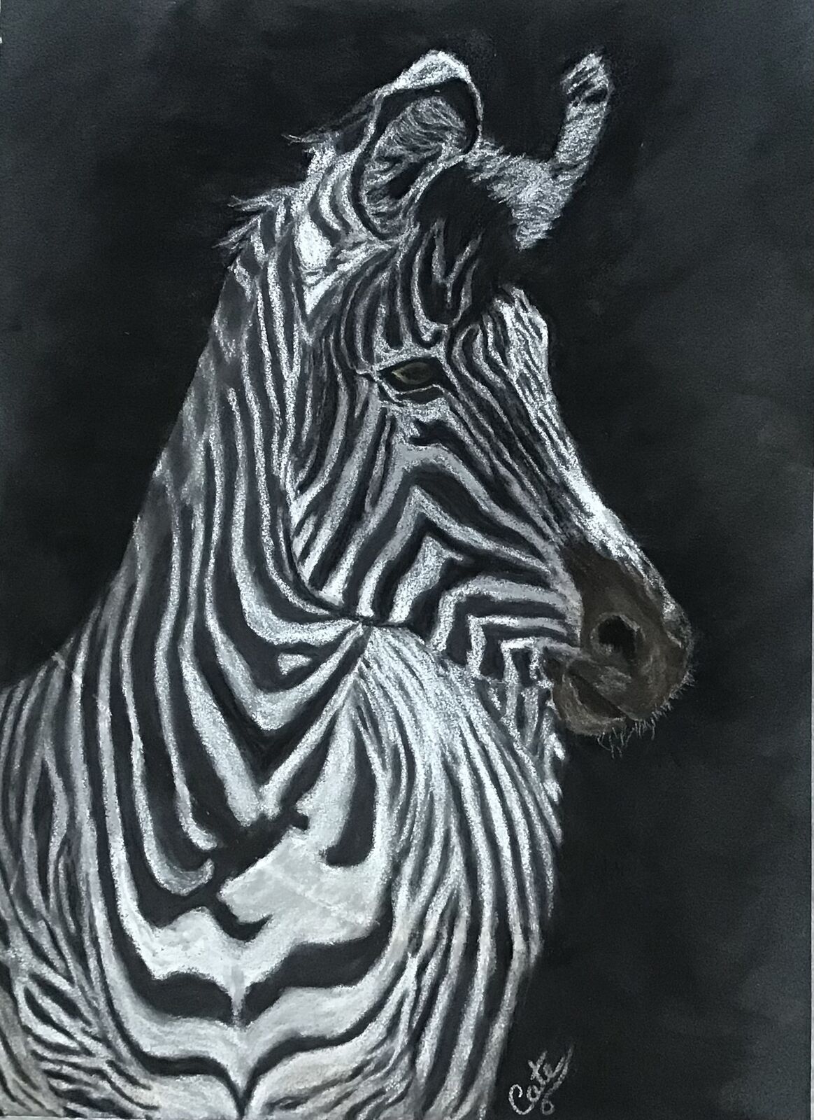 Majestic Zebra