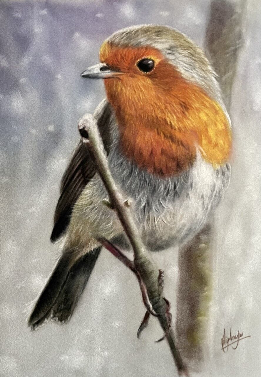 Robin in the snow