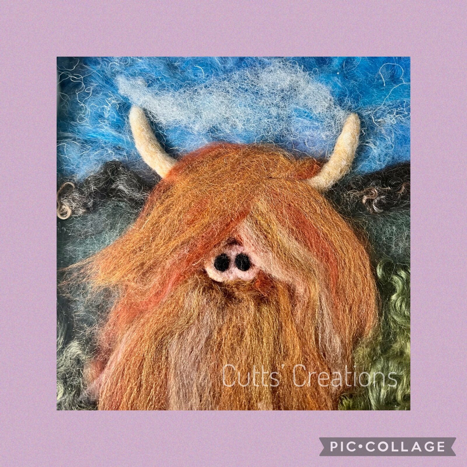 Highland Cow