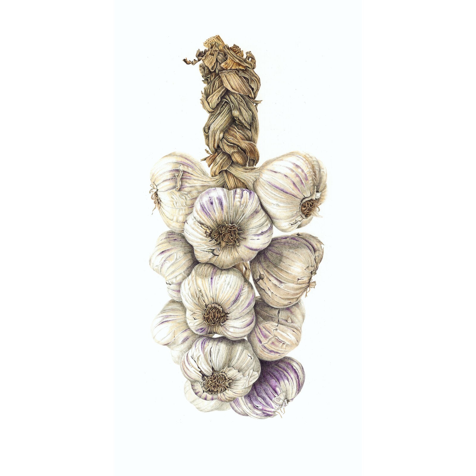 Garlic 