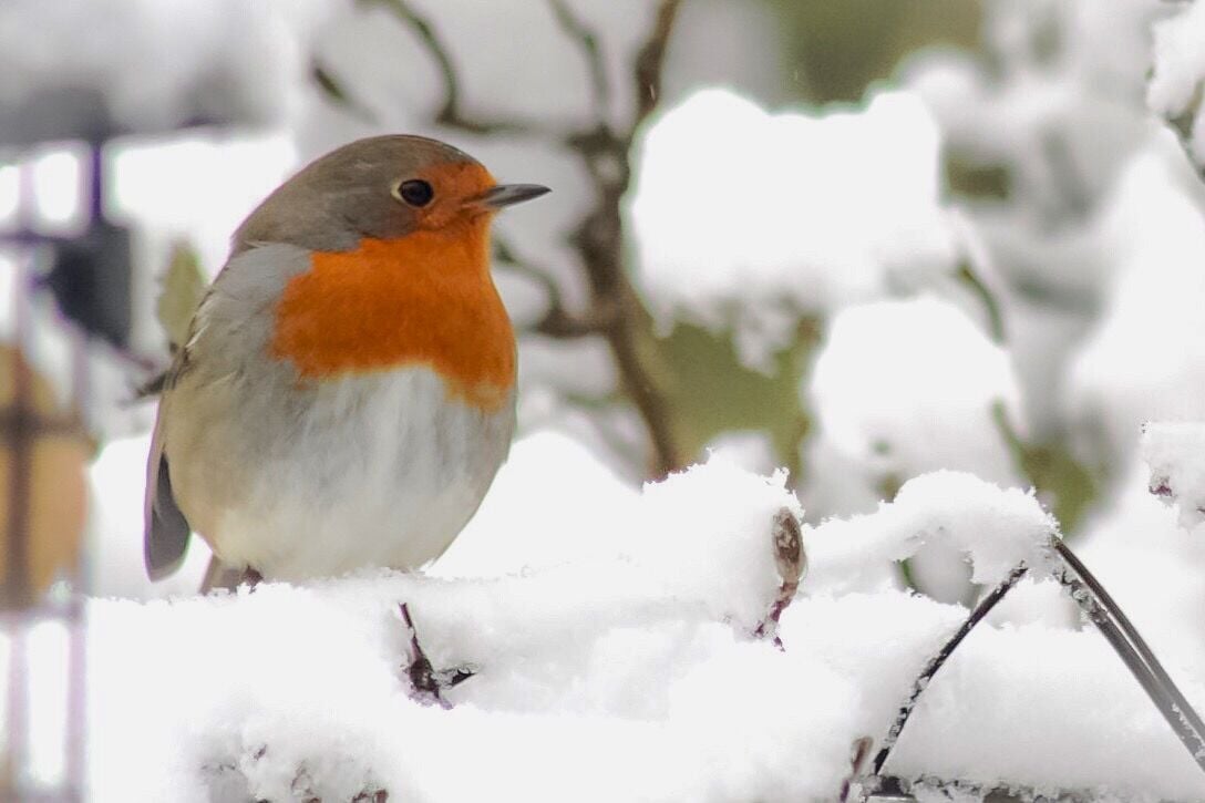Christmas Robin