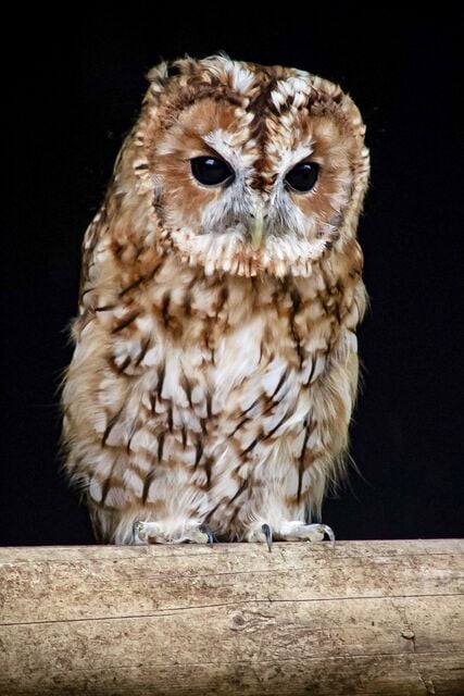 Artwork by Fiona Gunn-Stokes