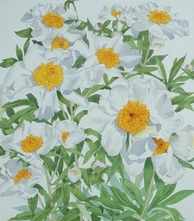 Tree poppy