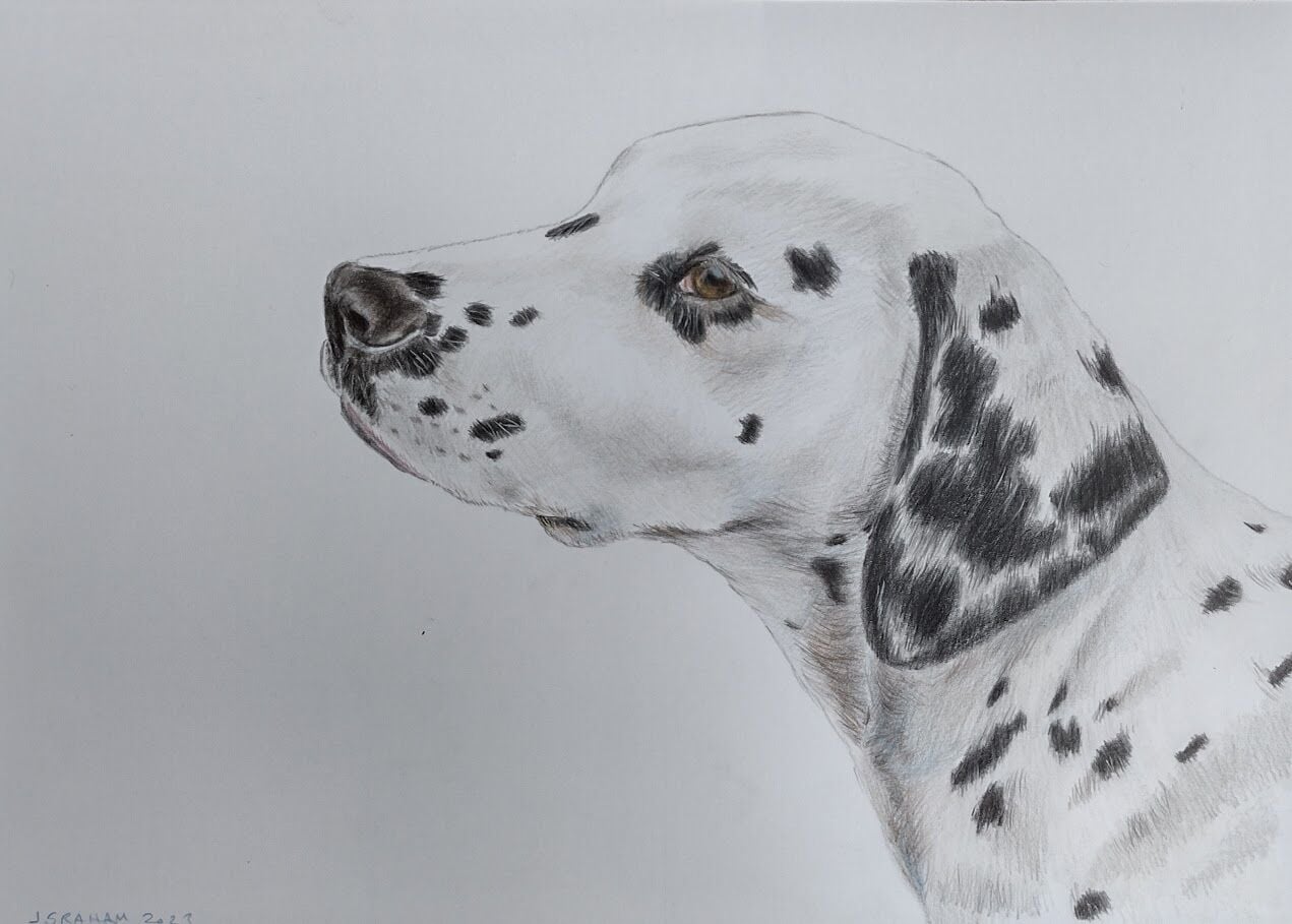Dalmatian Dog