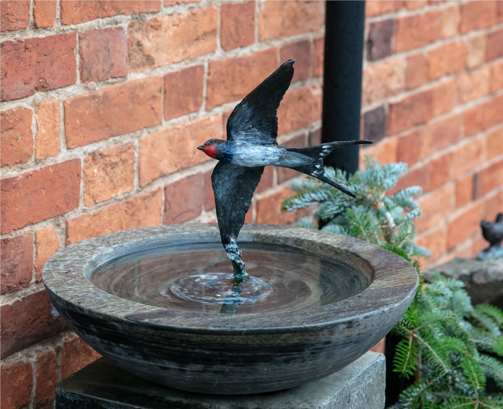 Swallow Flight