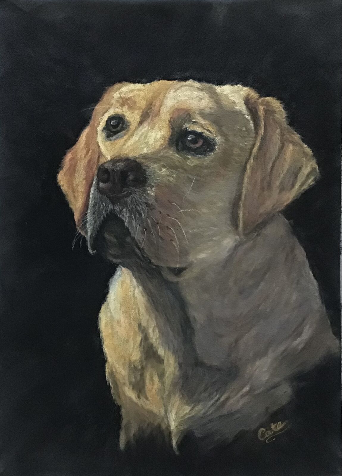 Golden Labrador