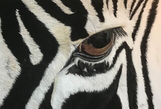 Looking Out for Lions