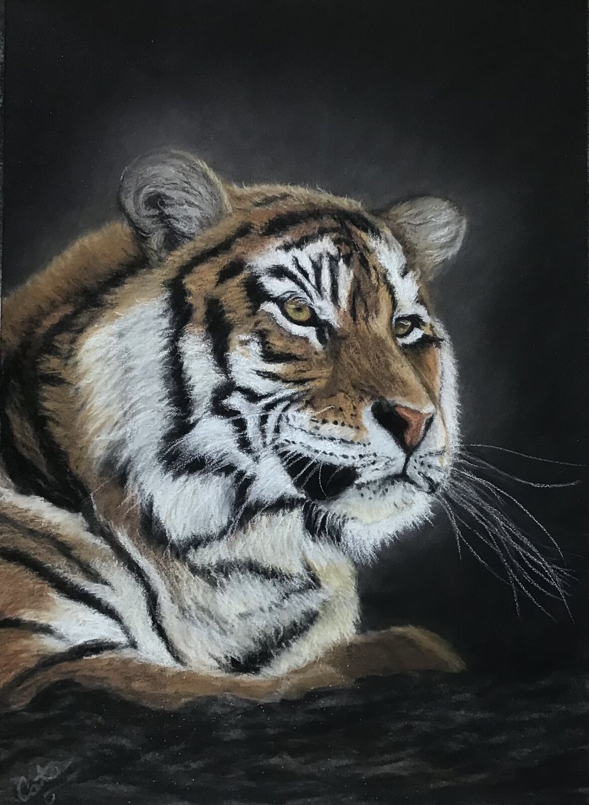Tigerâ€™s Gaze