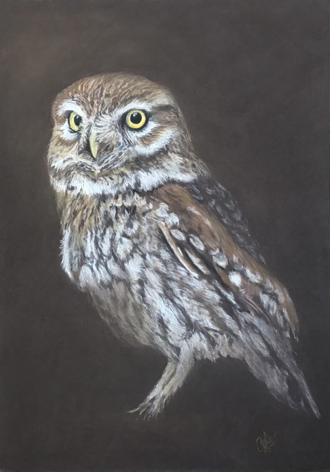 Little Owl