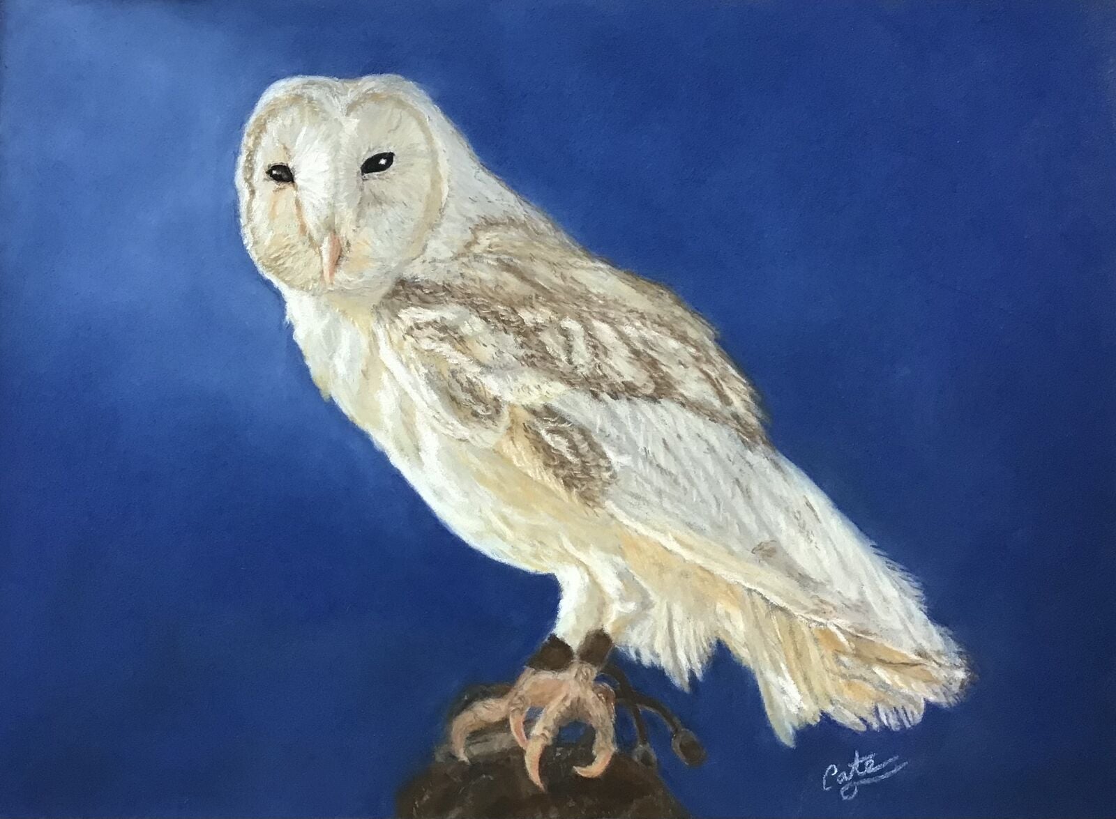 Barn Owl