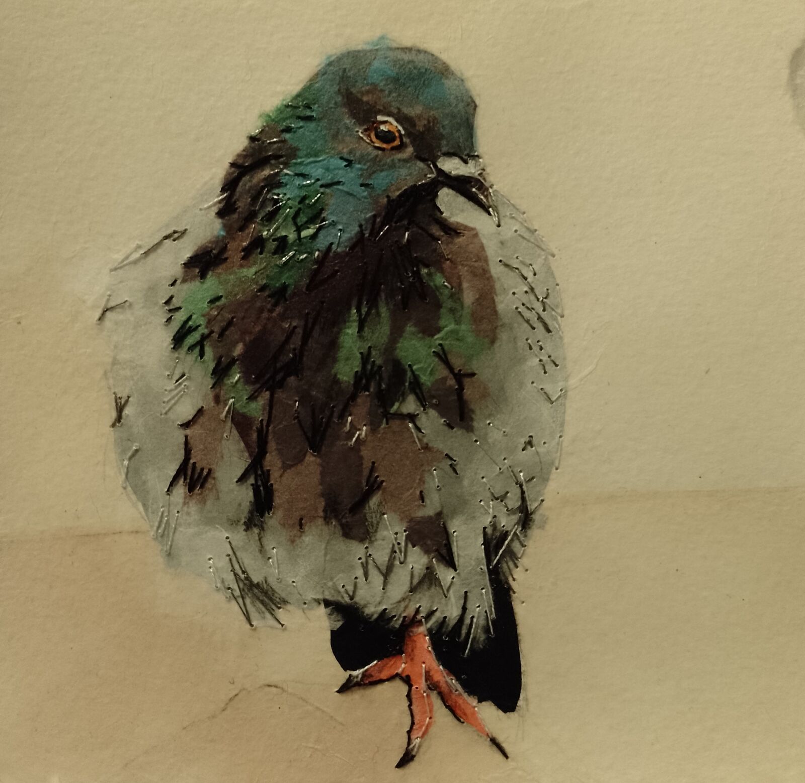 Pigeon 