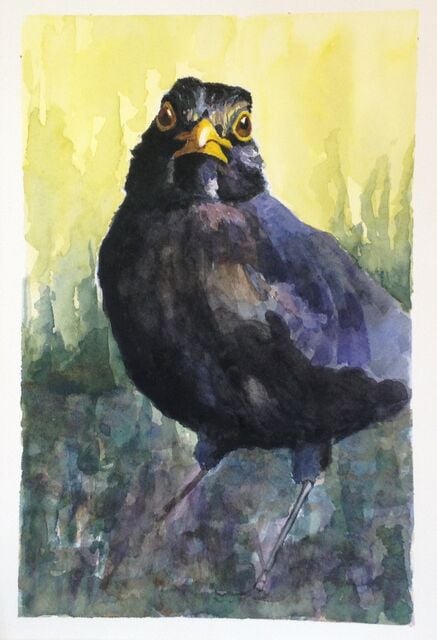 Blackbird — Judy Hamilton