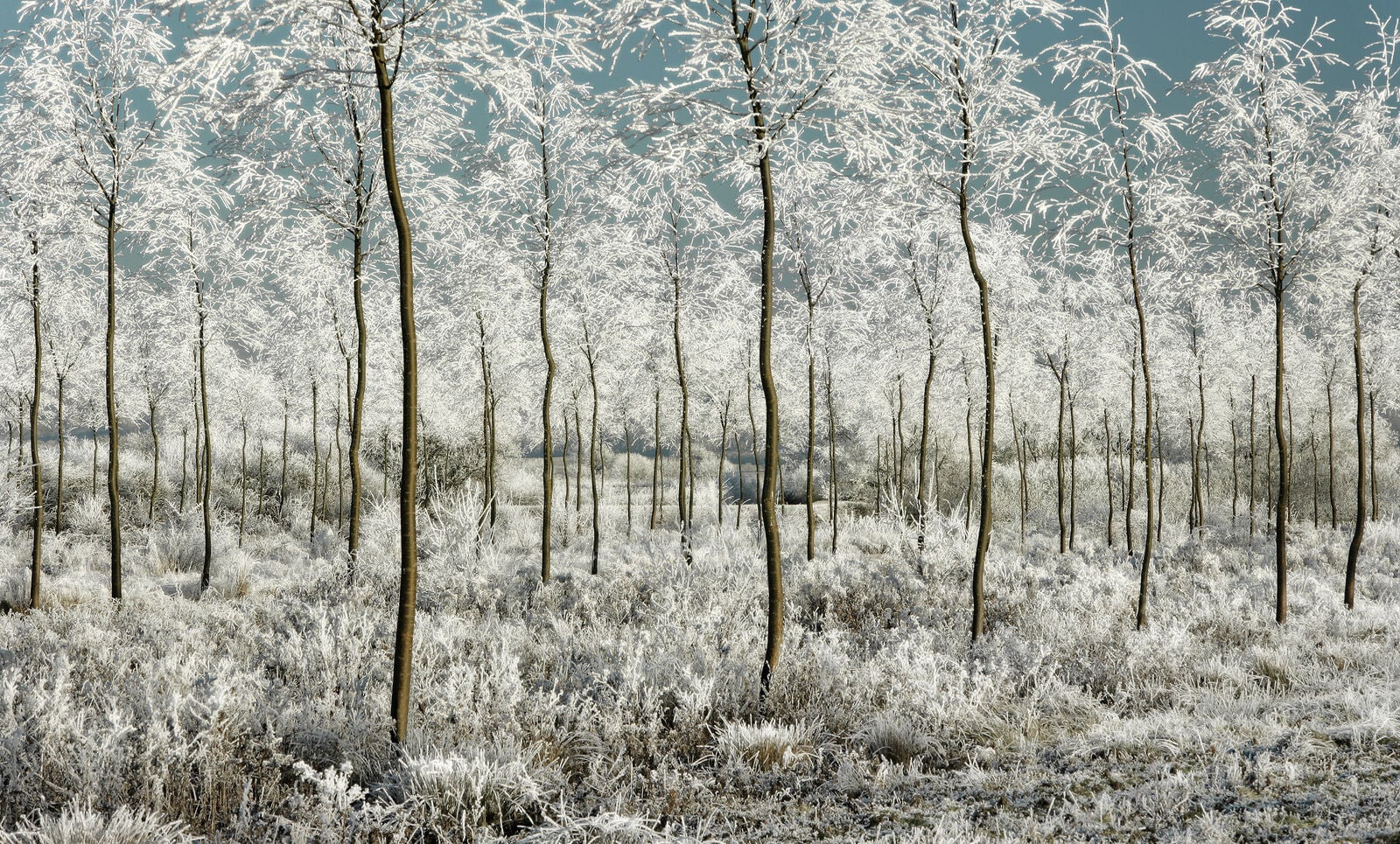 Winter Magic