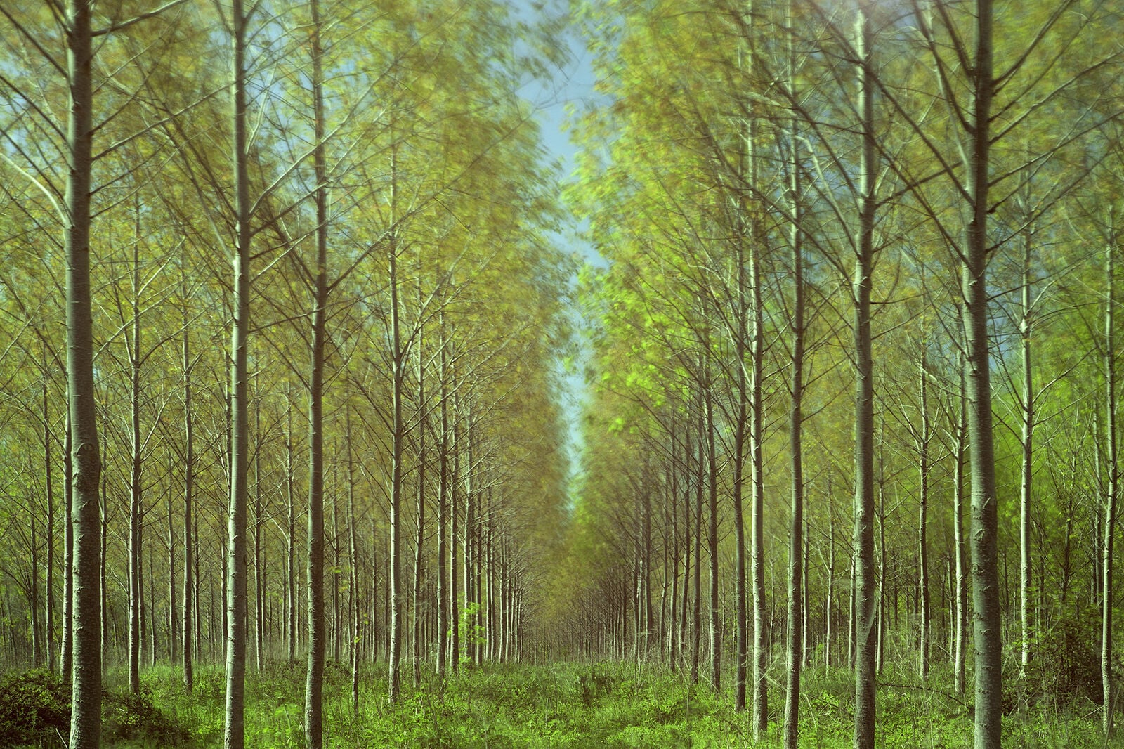 Tree Plantation No1