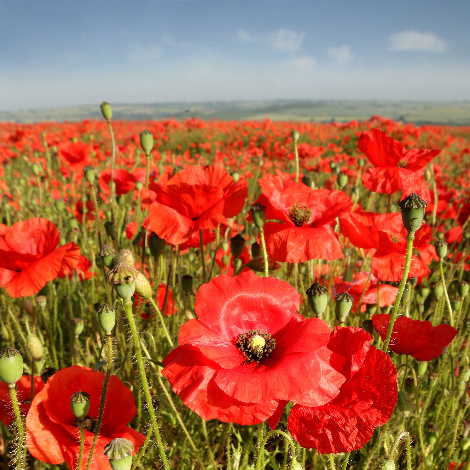 Poppy Field