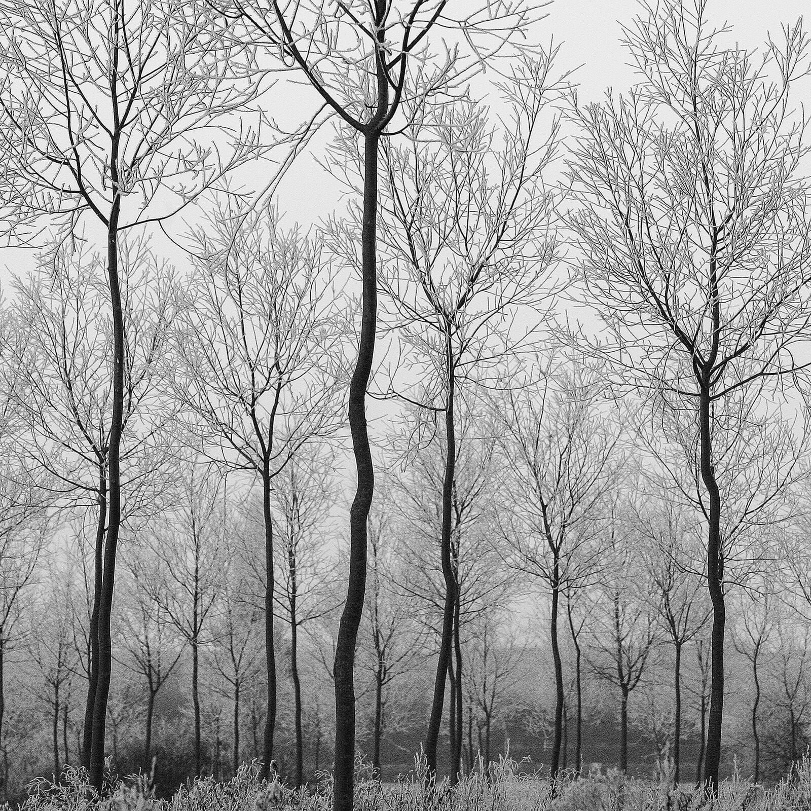 Misty Trees