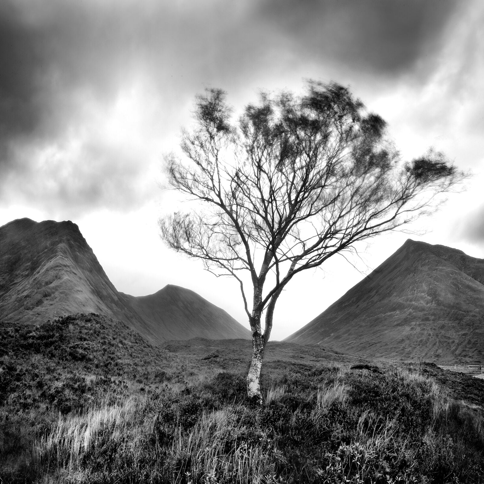 Wild Tree