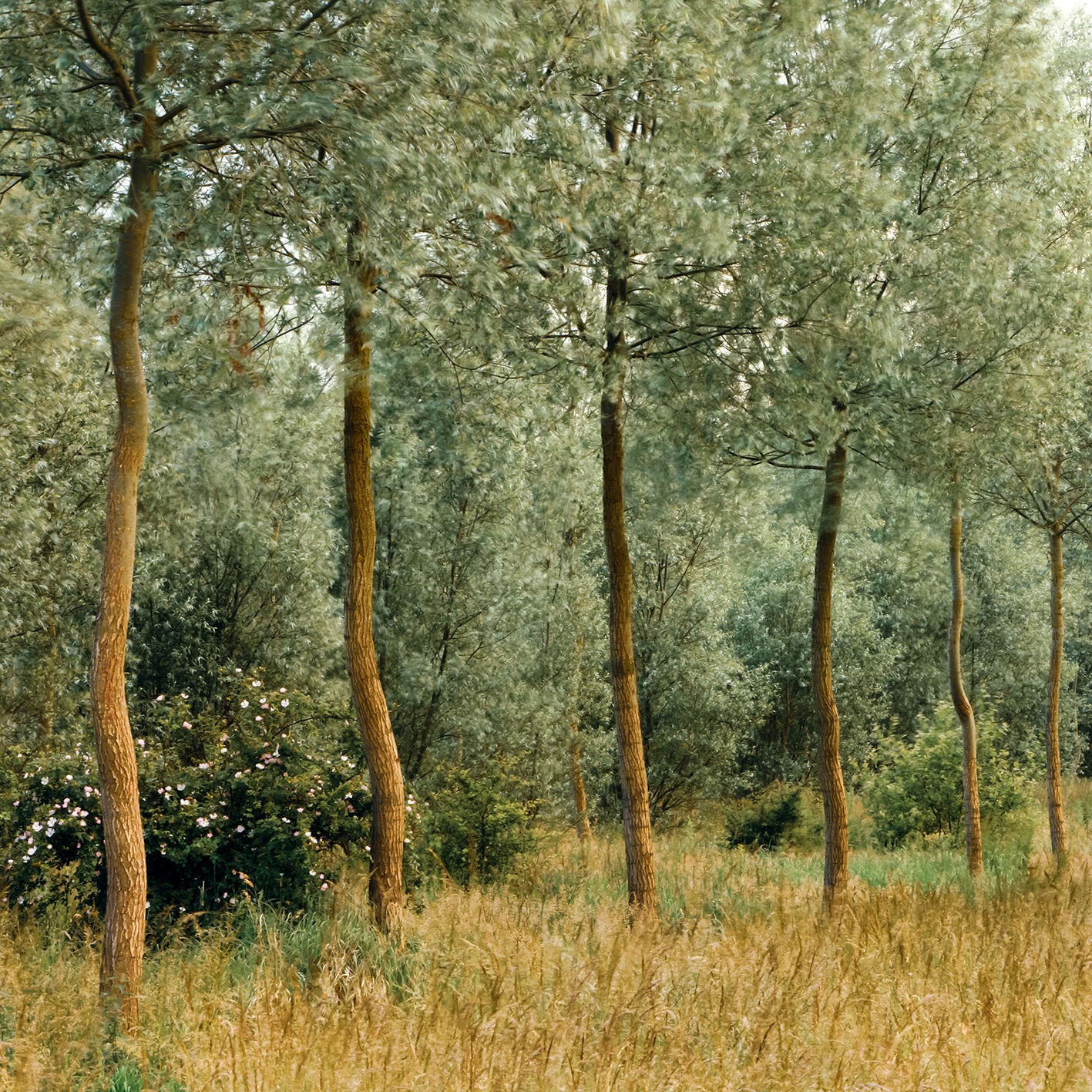 Tree Line