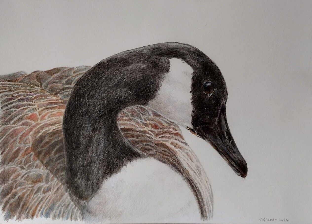 Canada Goose