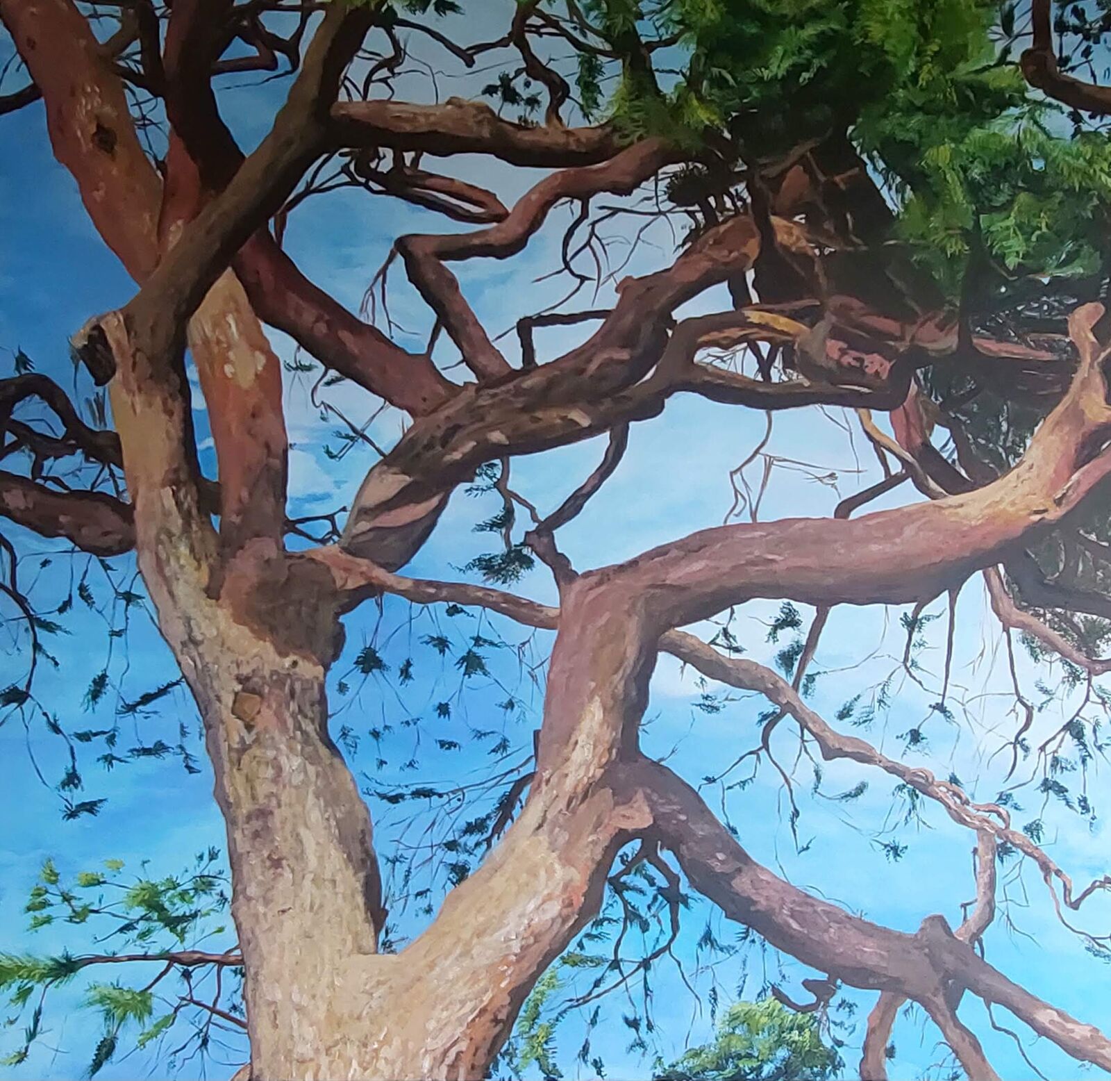 Scots Pine Treetop, Lamport Hall