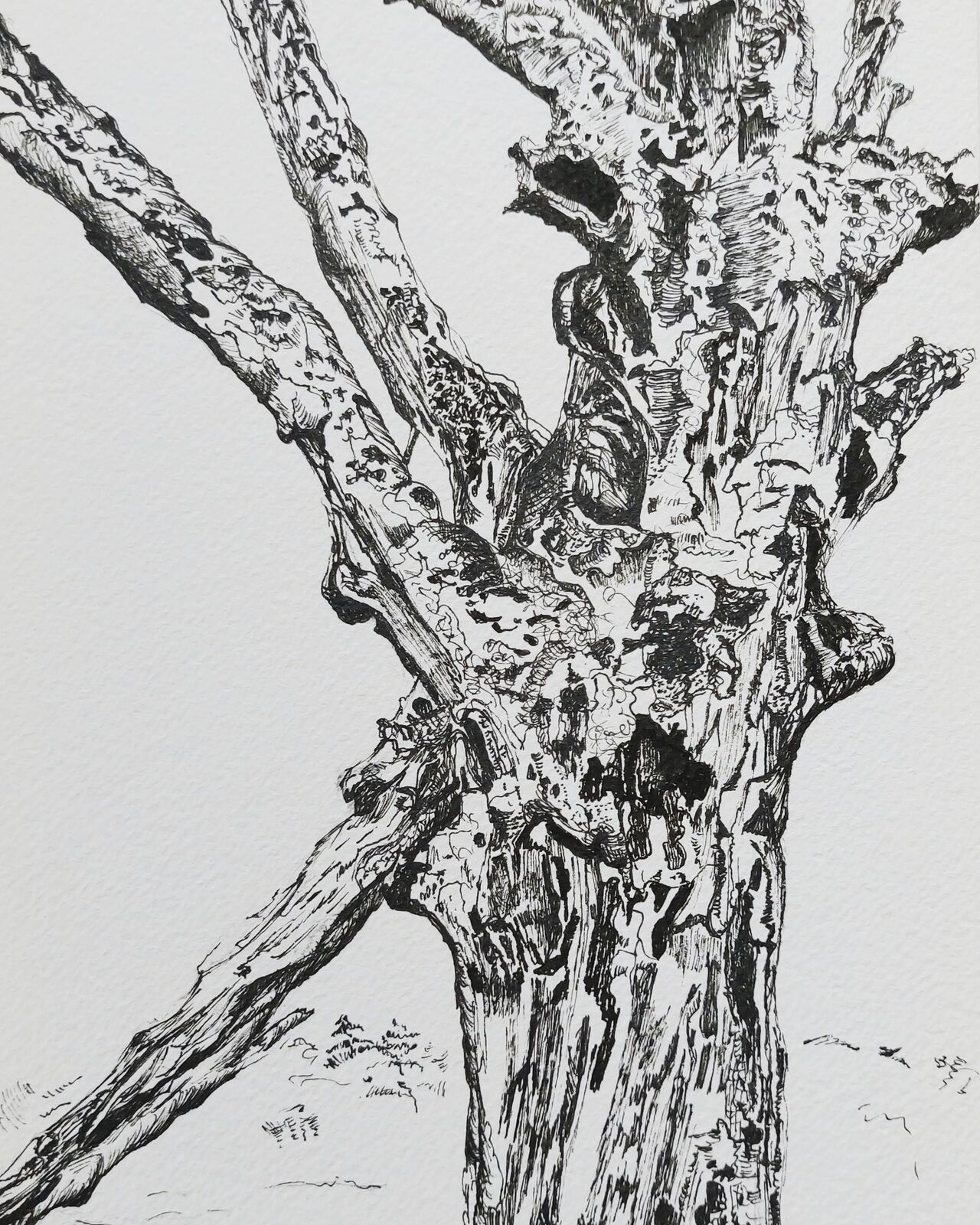 Ancient Tree