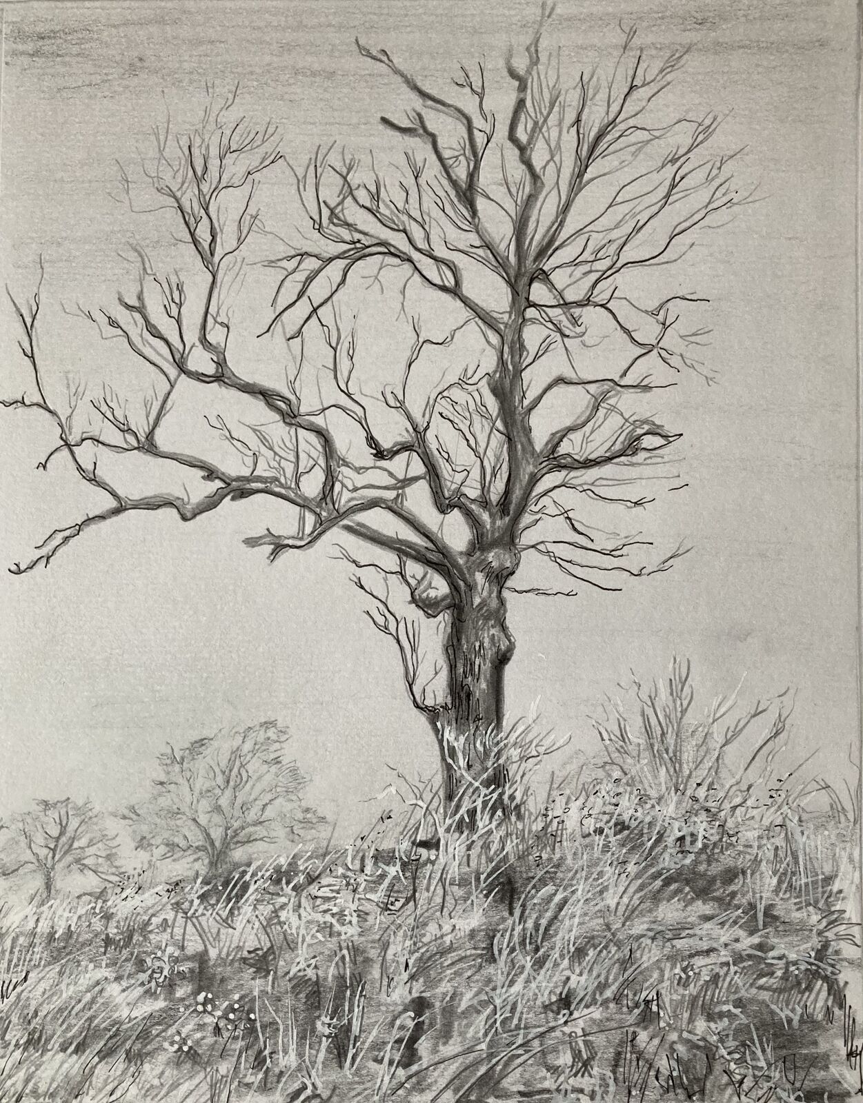 Tree and grasses. SOLD