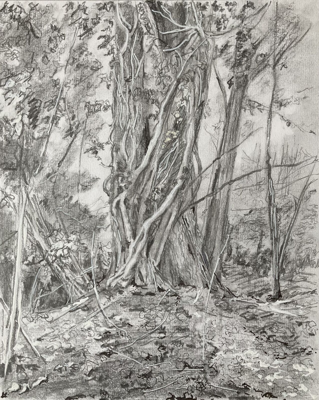 Tree study