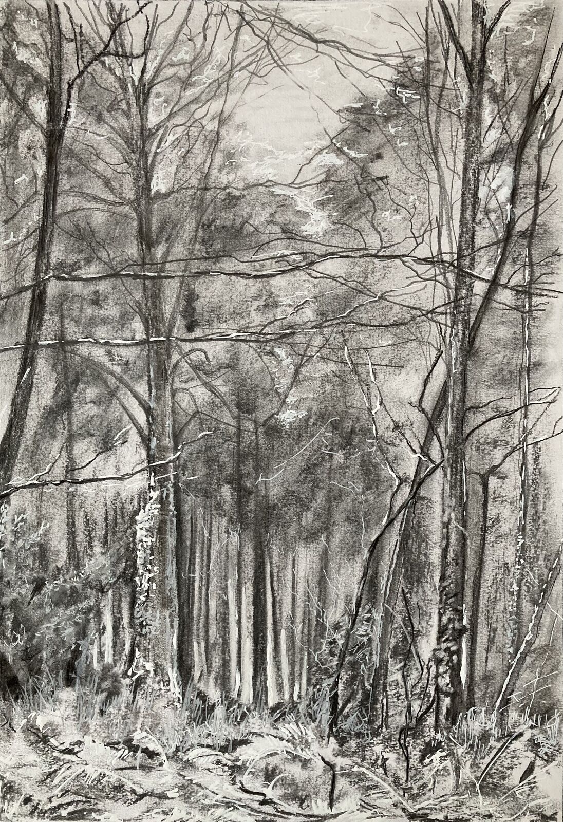 La forêt.