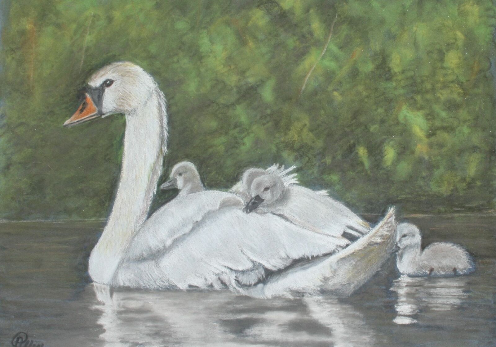 The swan family