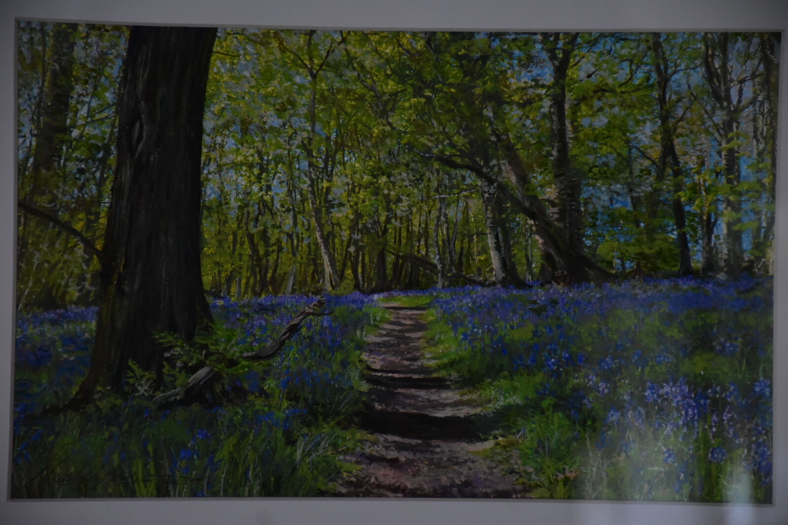 Bluebells in Badby Wood, Northamptonshire