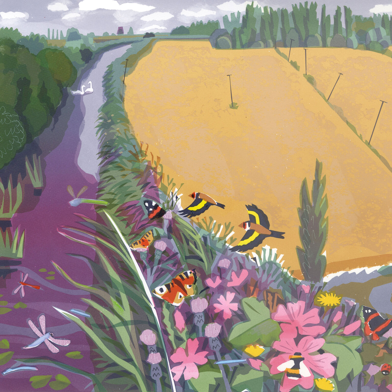 Wheat growing below the river level