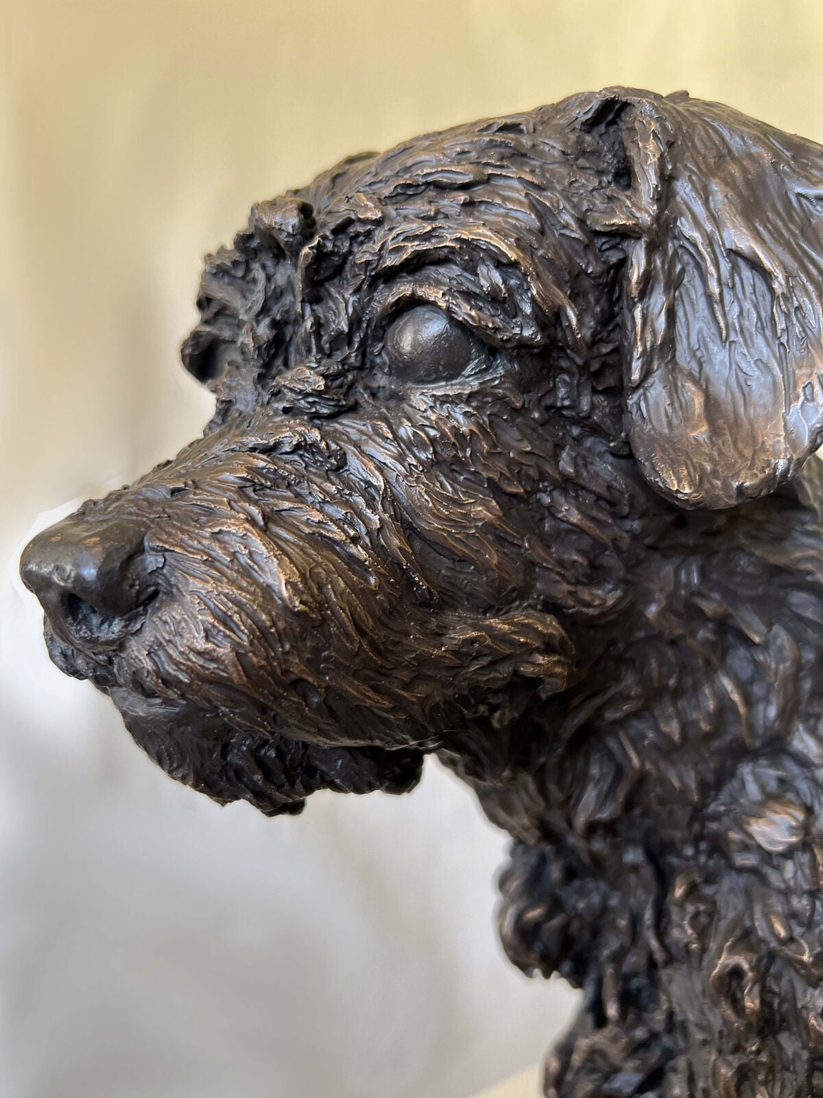 Border Terrier